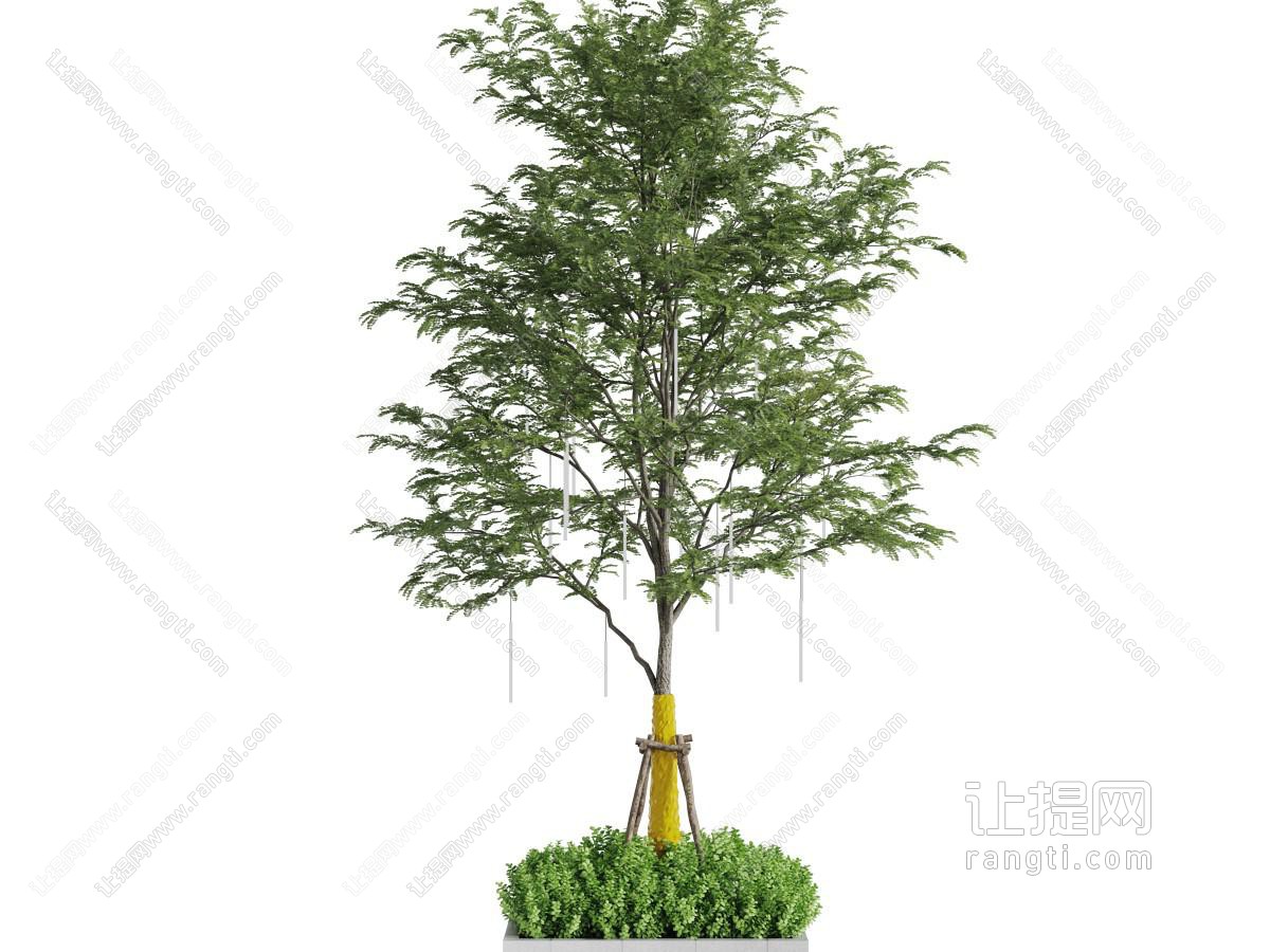 一棵种在花坛里的大树