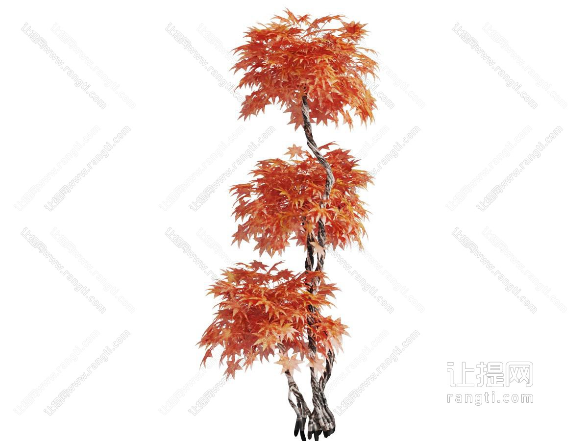 长满橙色树叶的枫树