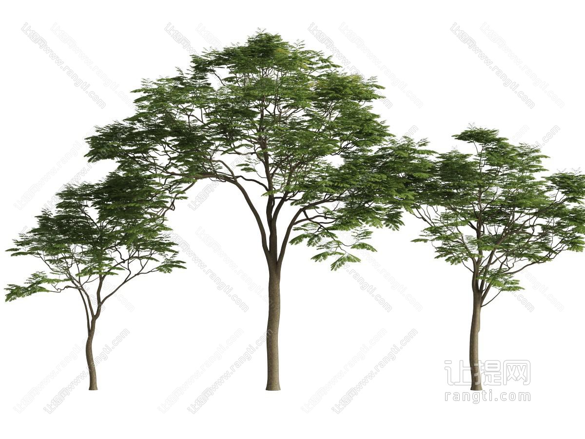 三棵不同高度的大树
