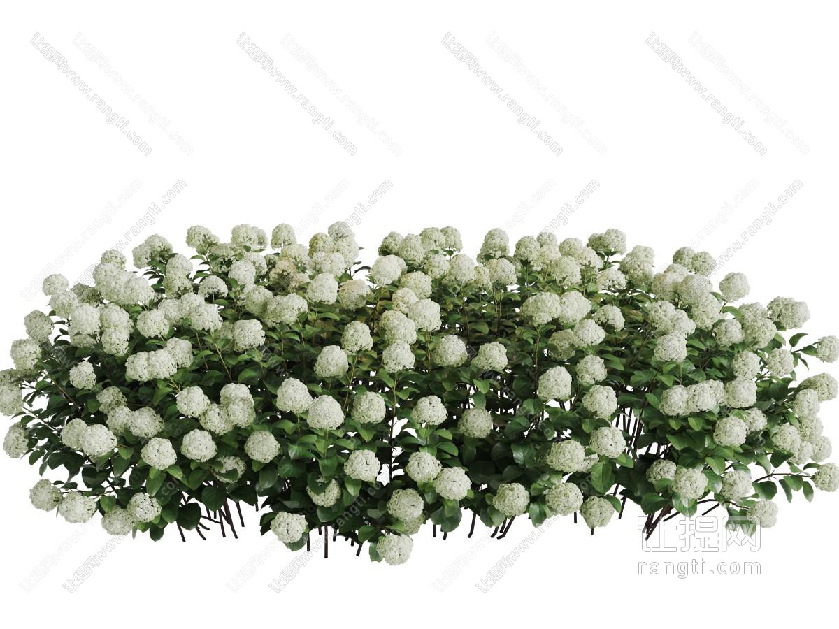 开着白色花朵的花草丛