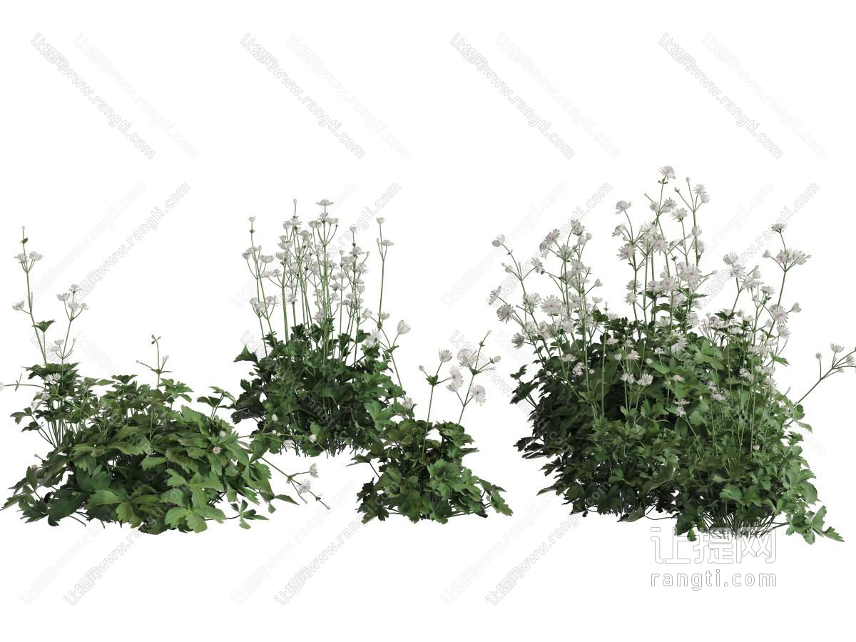 现代开着白色花朵的花草植物