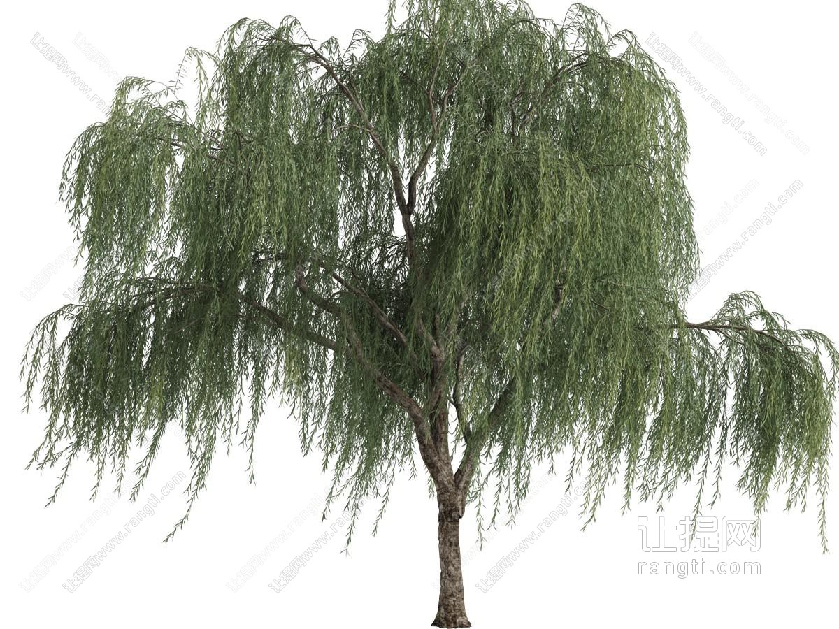 随风摆动的垂柳树