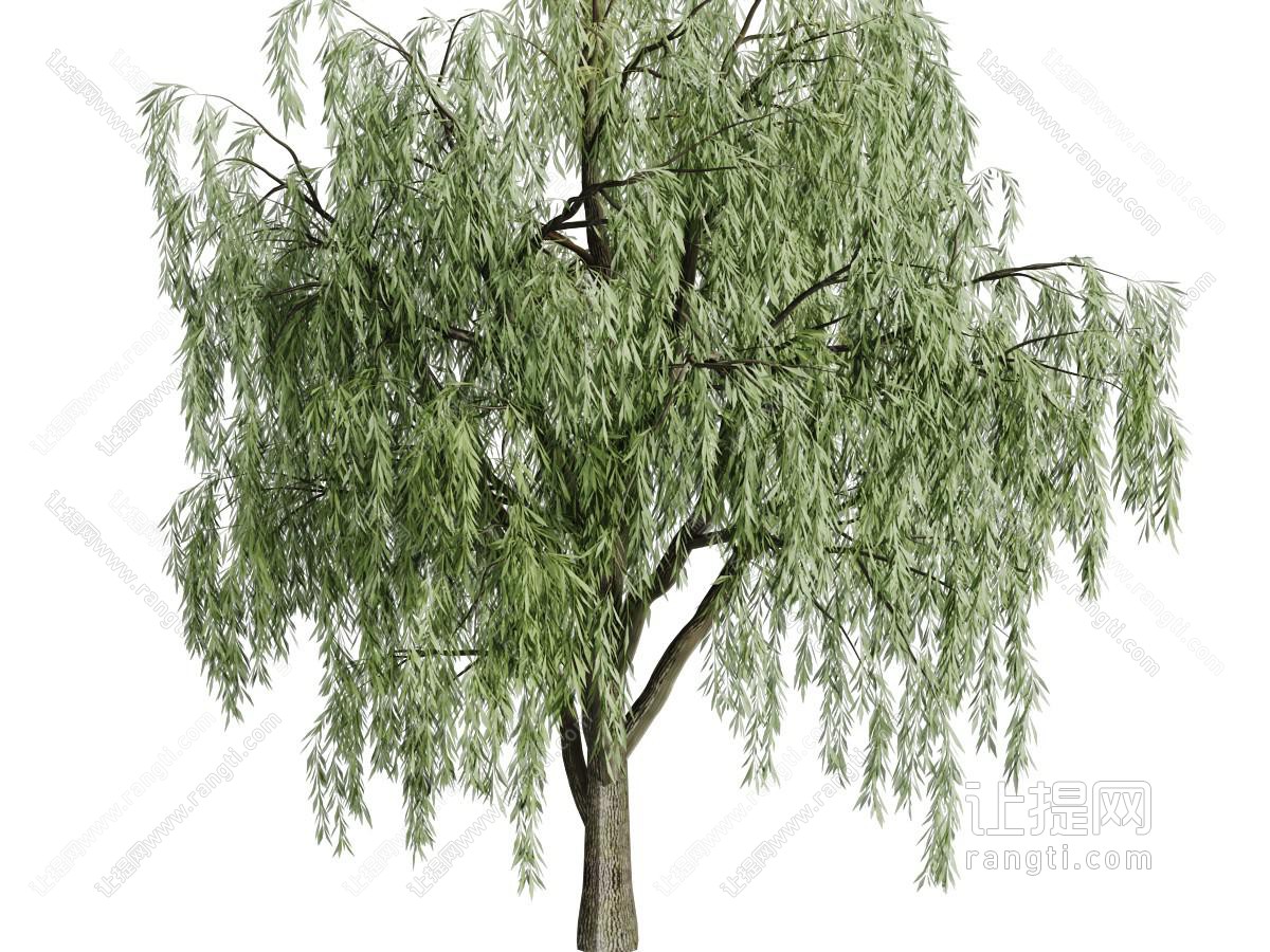 一颗生长茂盛的垂柳树