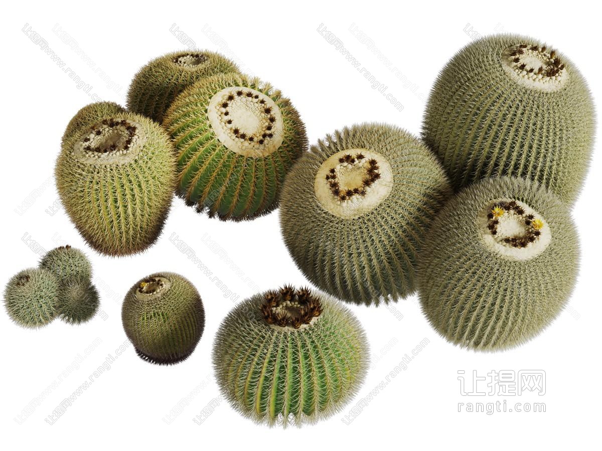 大小不同的仙人球多肉植物