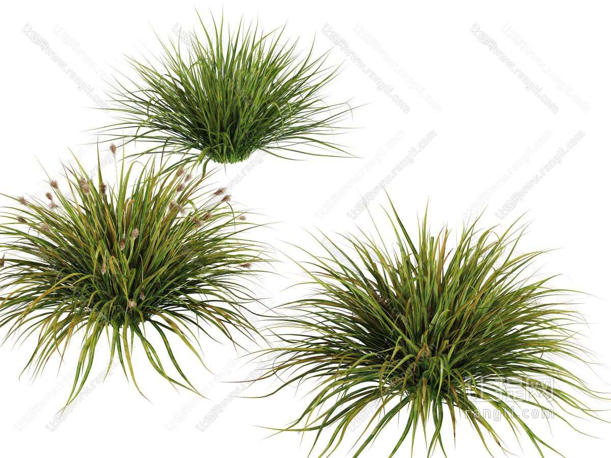 三丛花草植物