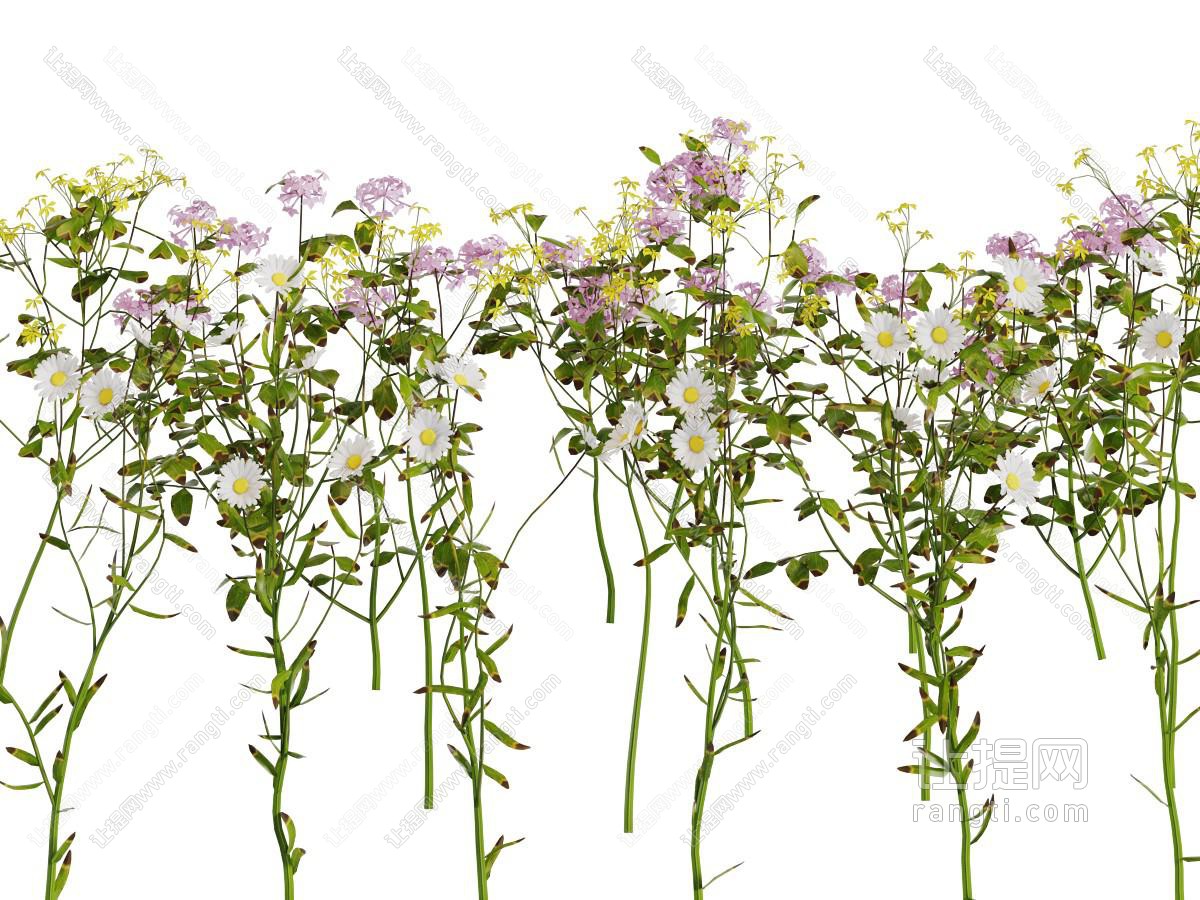 开满花朵的花草植物