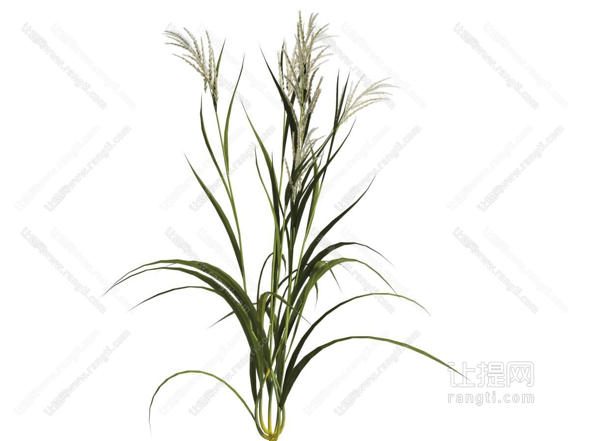 一棵花草植物