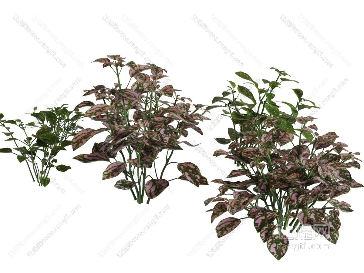 几丛紫色叶子的花草植物