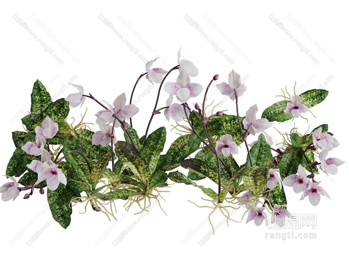 生长在地面的蝴蝶兰花草植物