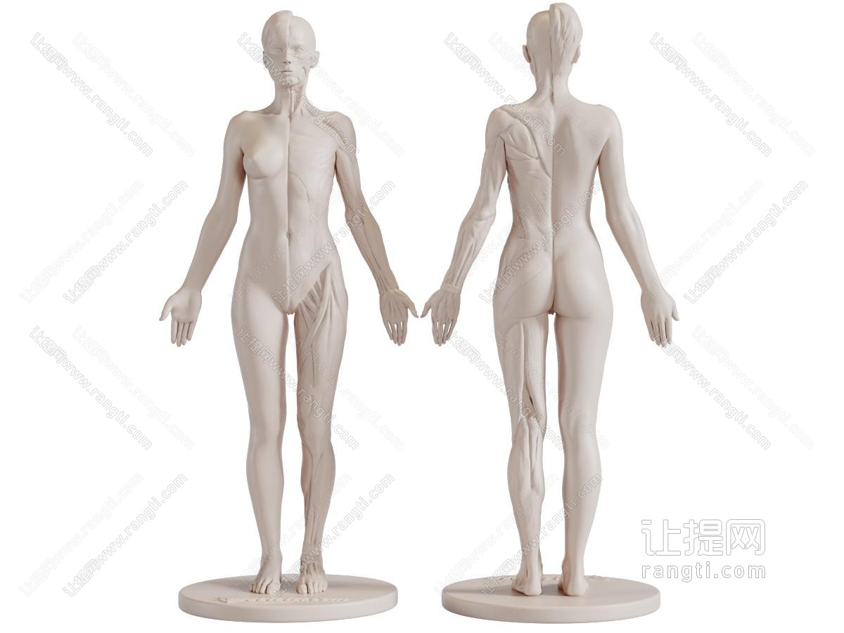 女士人体解剖医疗器械