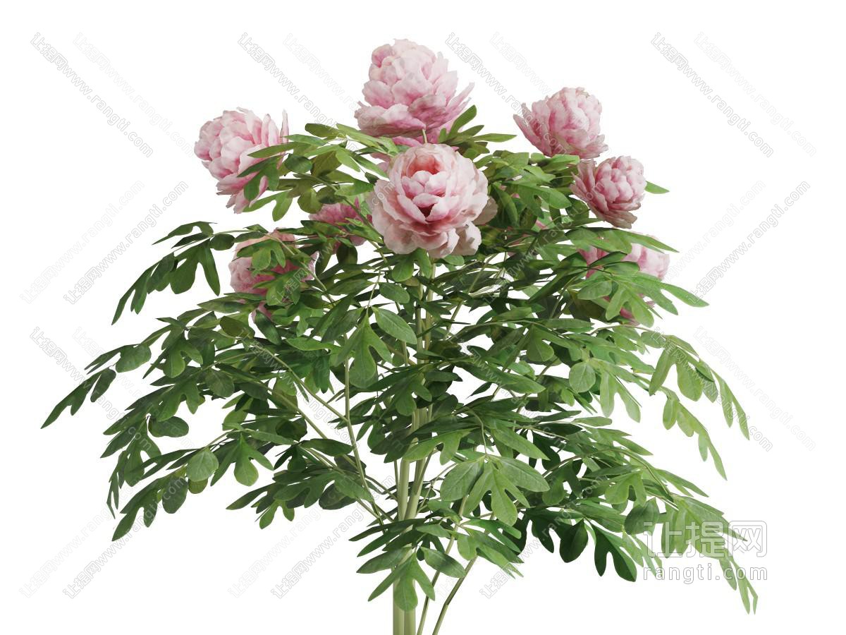 种在地面上盛开的牡丹花花草植物