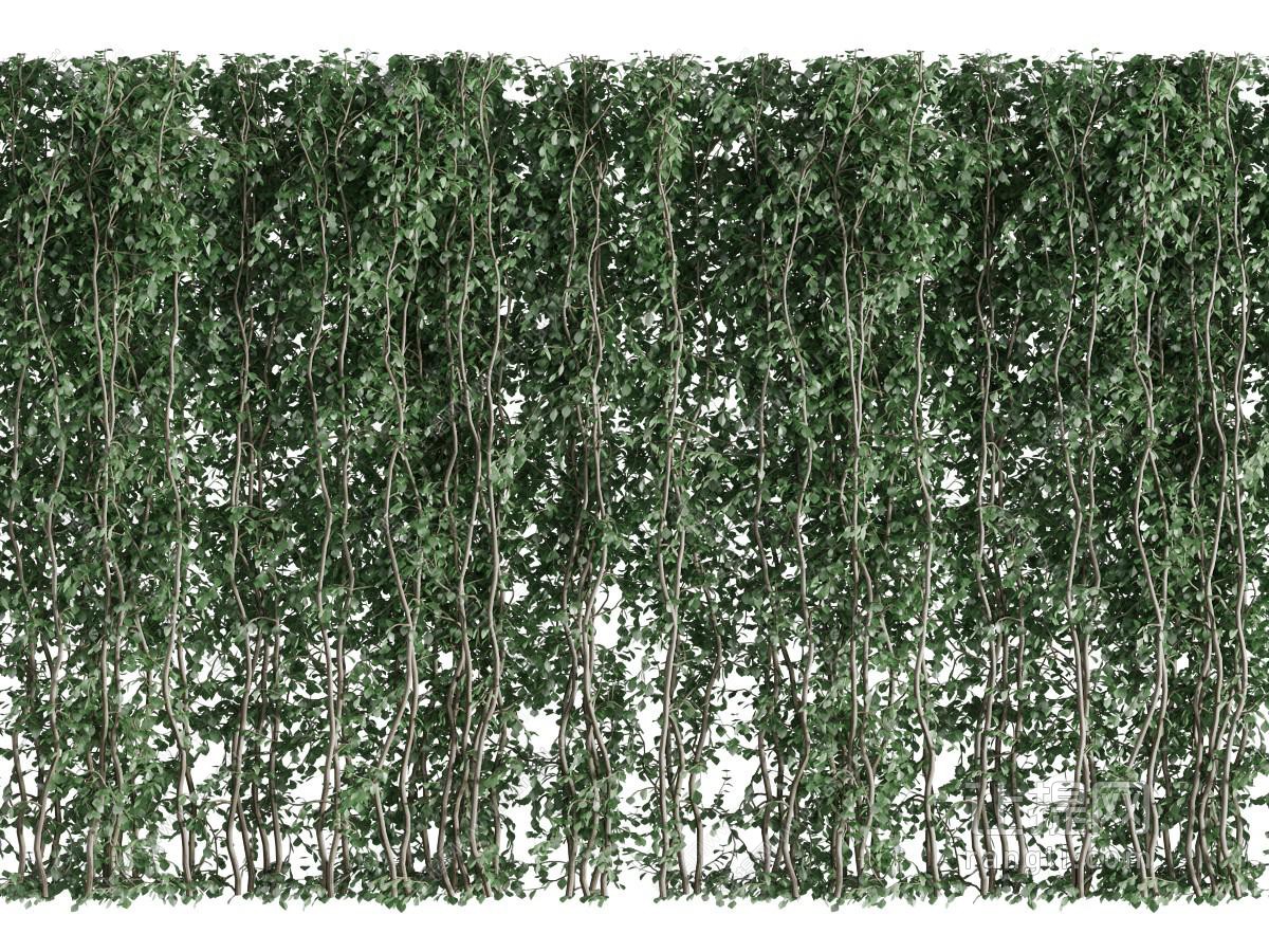 藤蔓植物墙