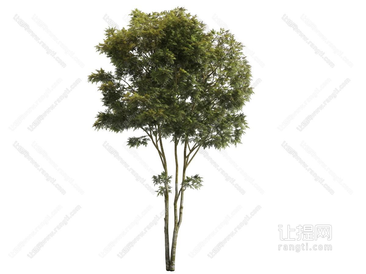 两棵并列生长的大树