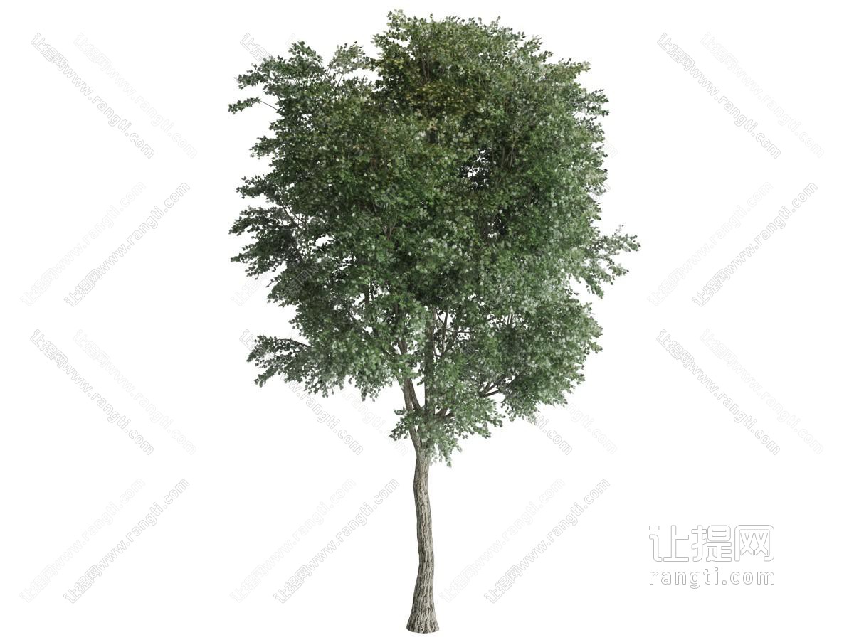 一棵高大的道旁树木
