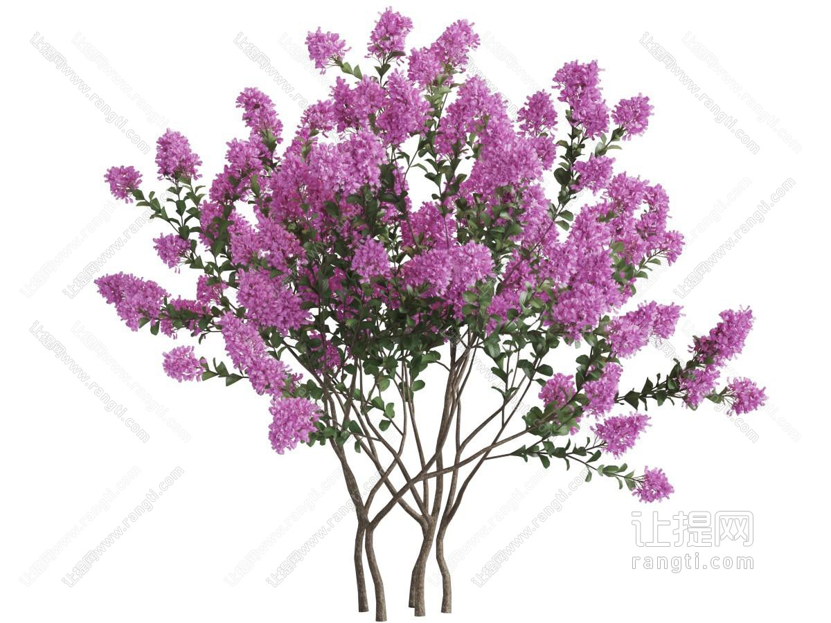 一棵开满玫红色花朵的景观树木