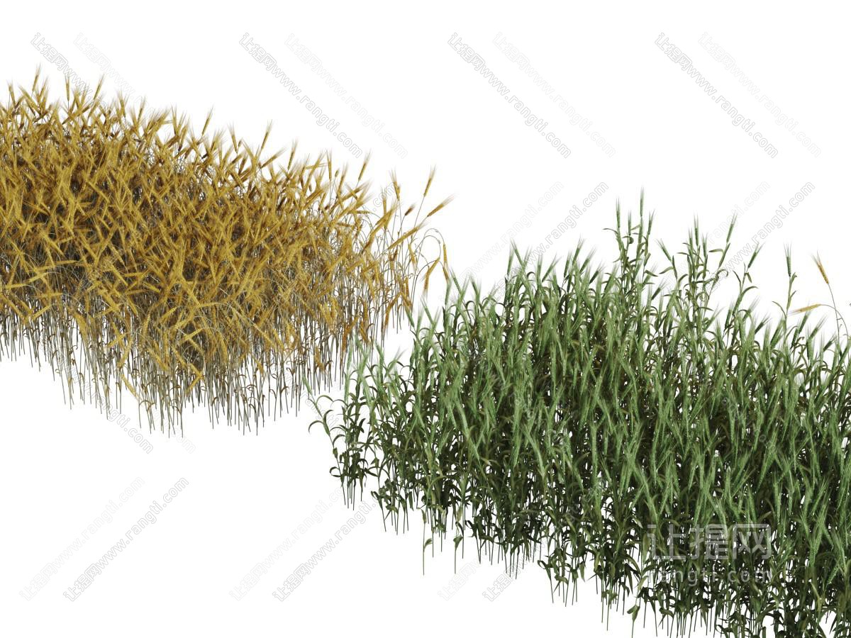两块长方形麦田的麦苗花草植物