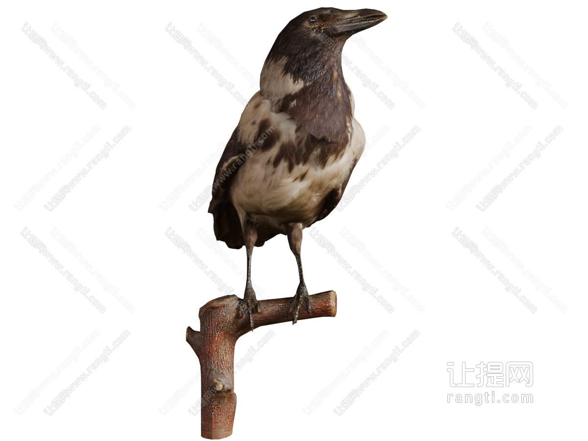 一只站在枯枝上的鸟飞行动物