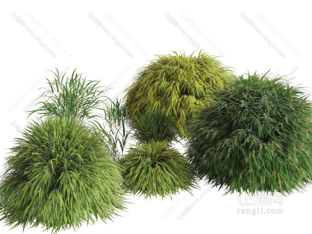 几丛圆形的花草