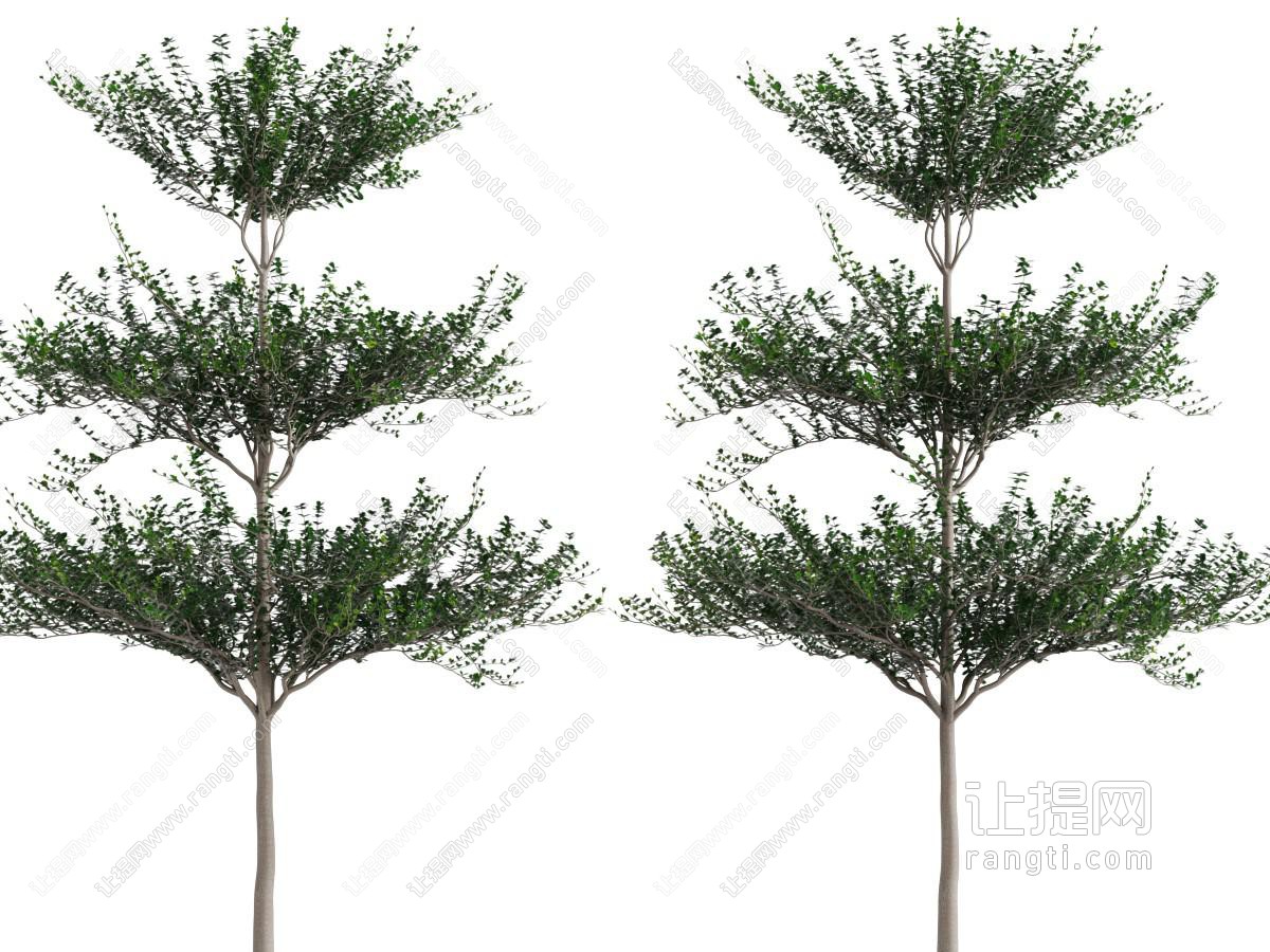 一棵高耸的大树