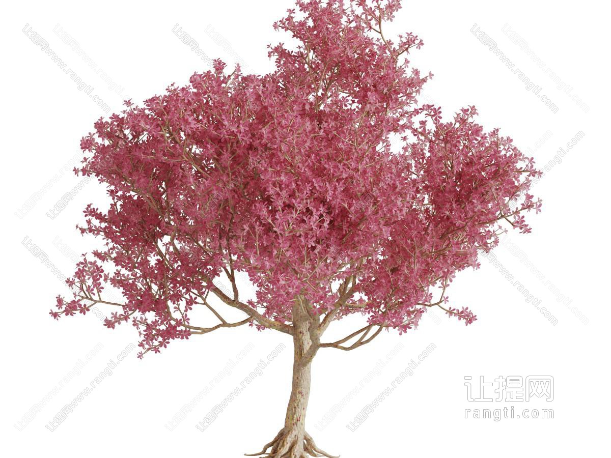 长满红色树叶的景观树木
