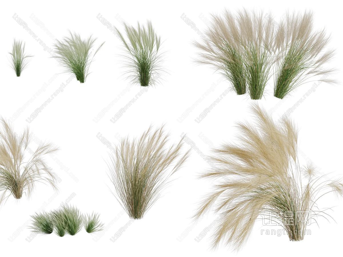 现代花草丛植物