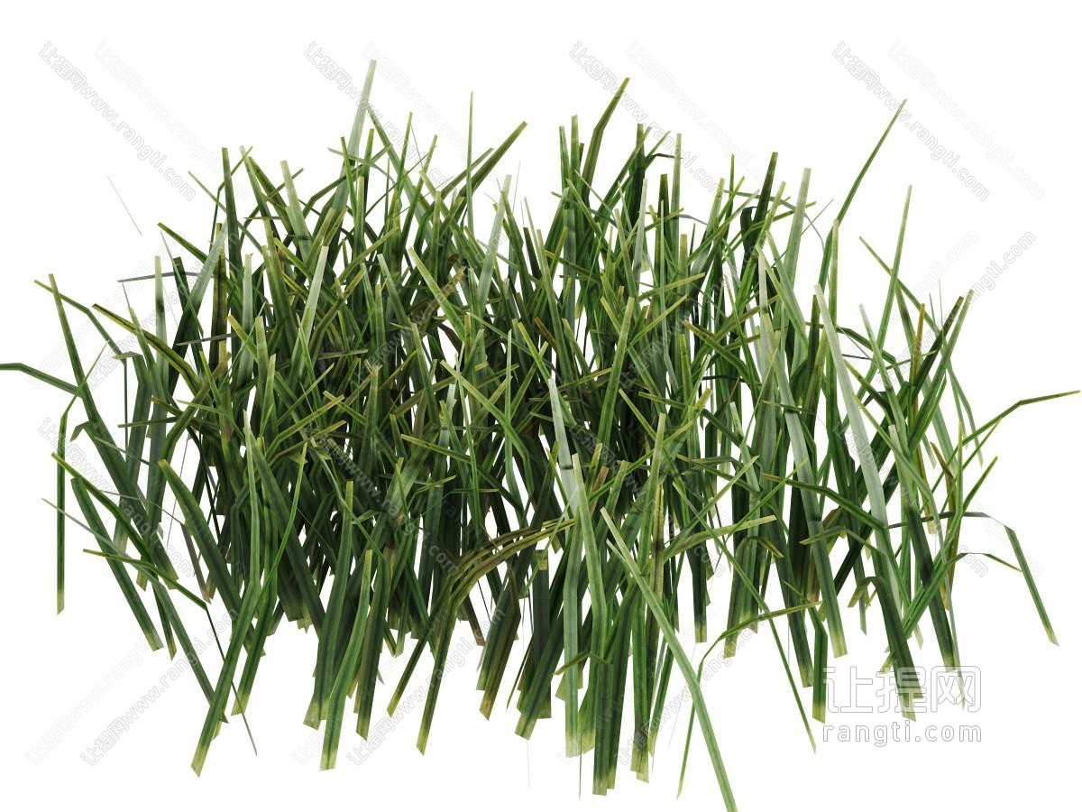 一丛麦苗花草植物