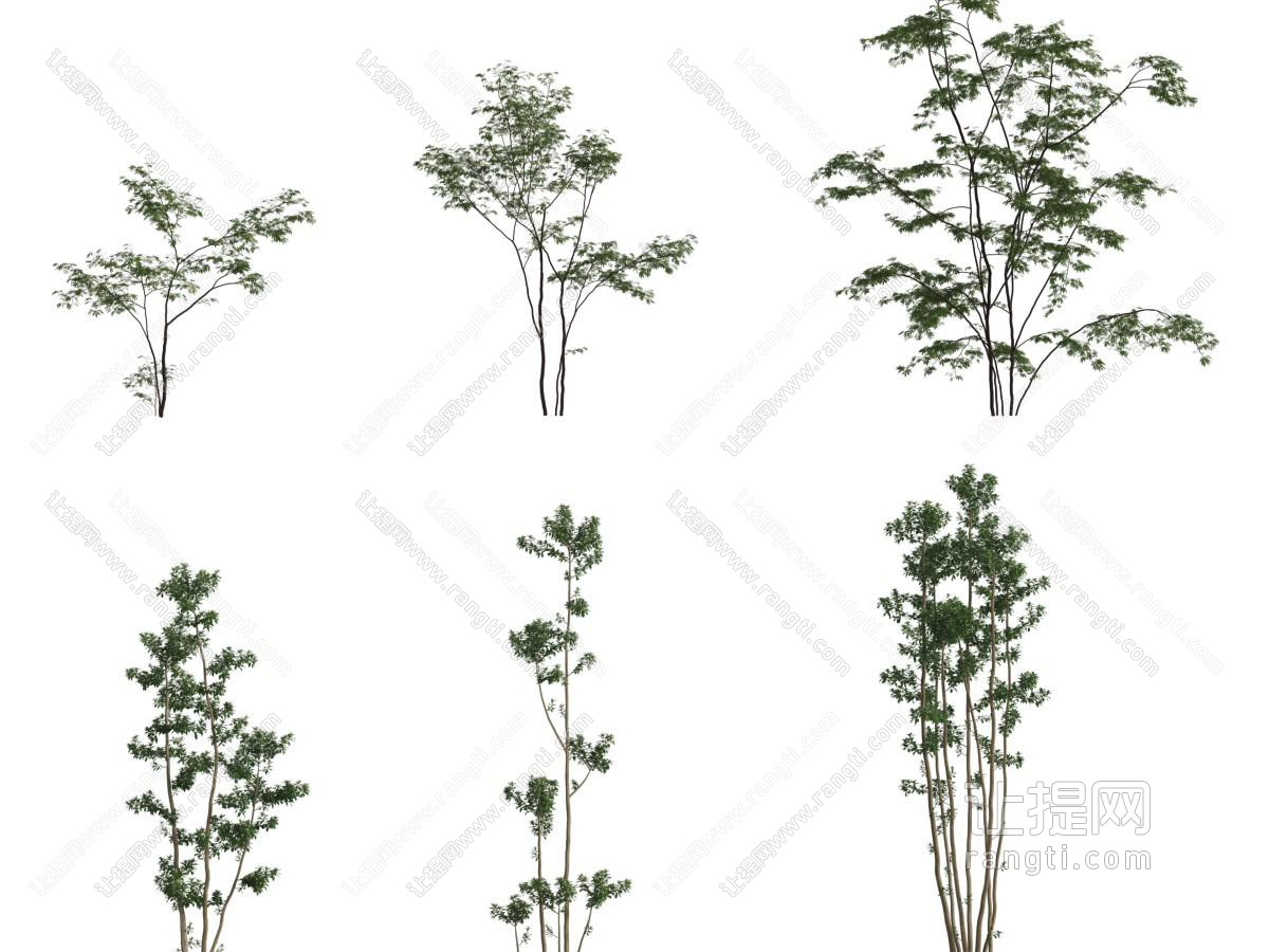 道旁绿植树木