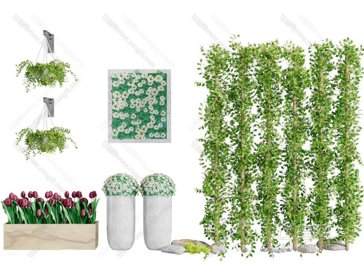 现代盆栽花植藤蔓植物