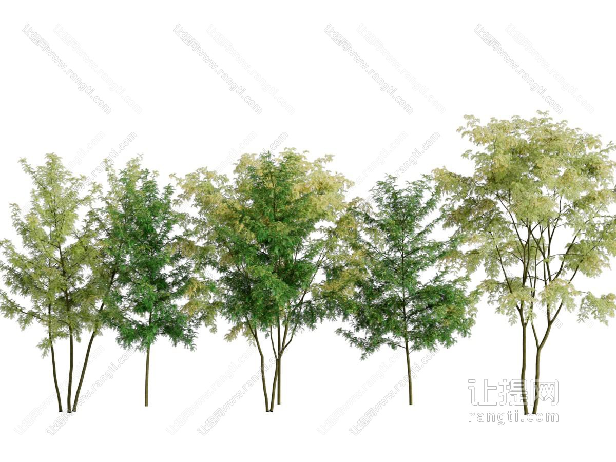 长着绿色树叶的景观树木