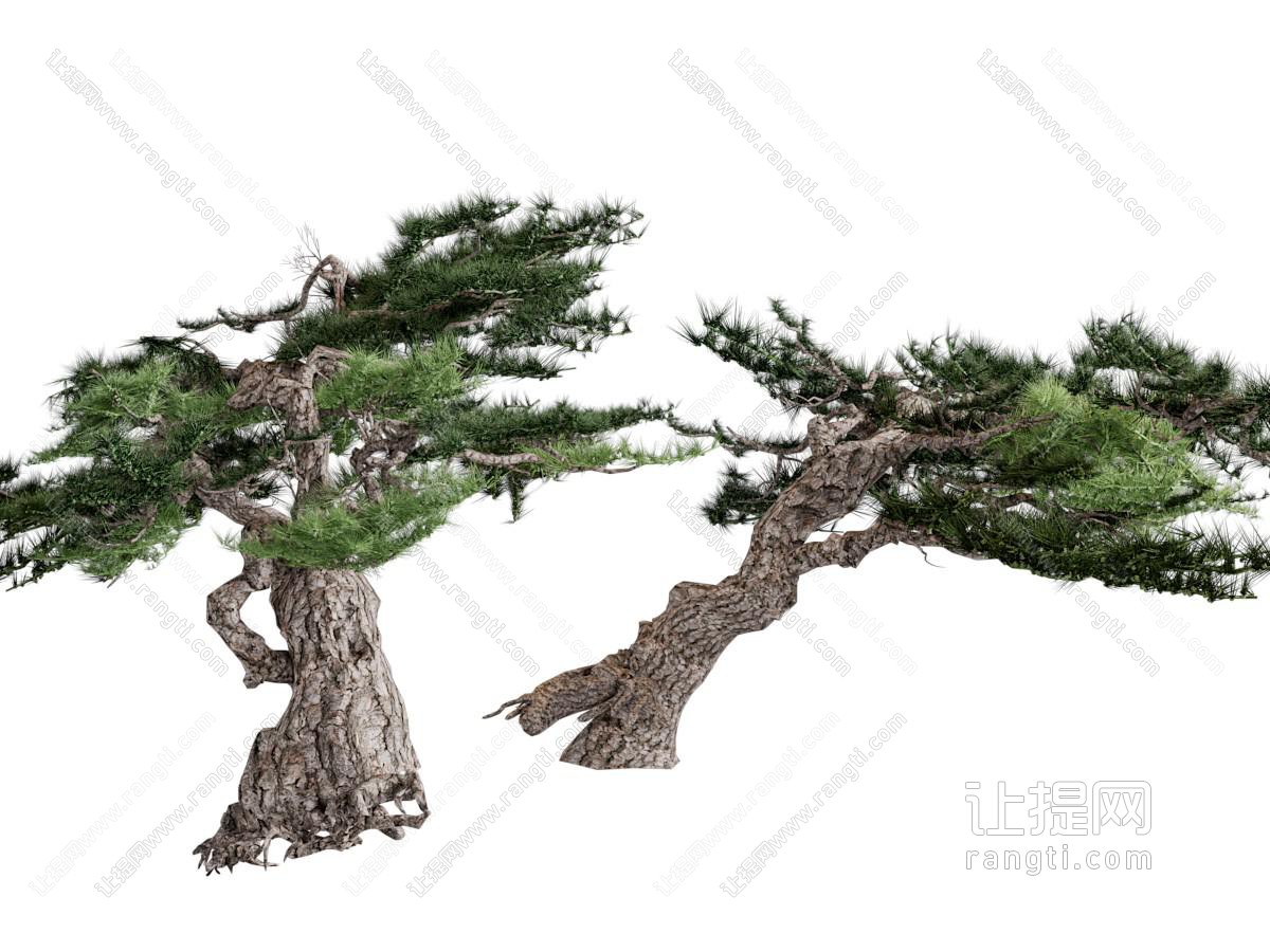 姿势倾斜的老松树