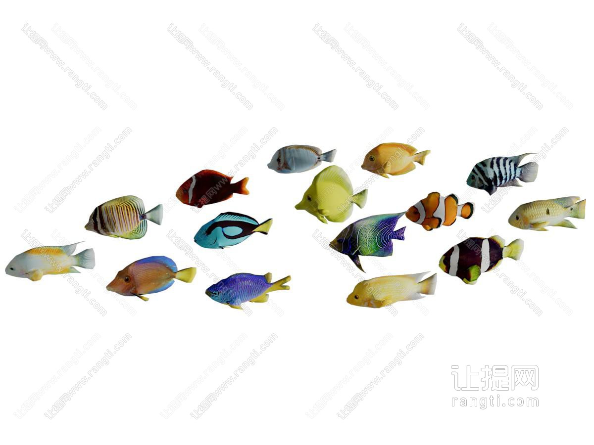 色彩艳丽的热带鱼群水族生物