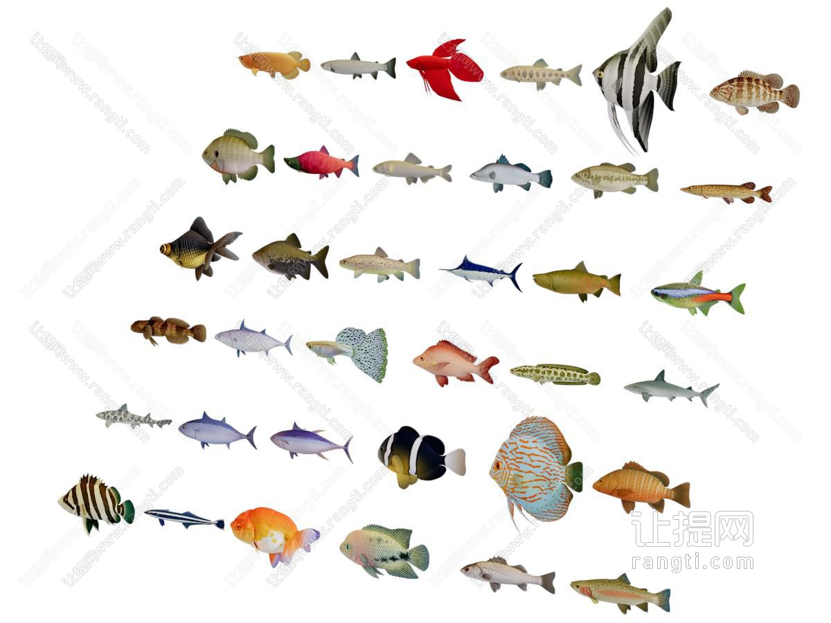 热带鱼水族生物