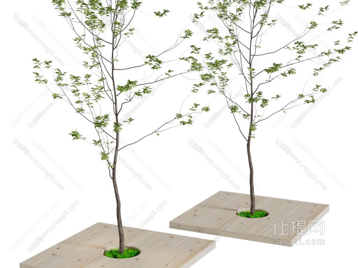 长着绿色树叶的道旁树木