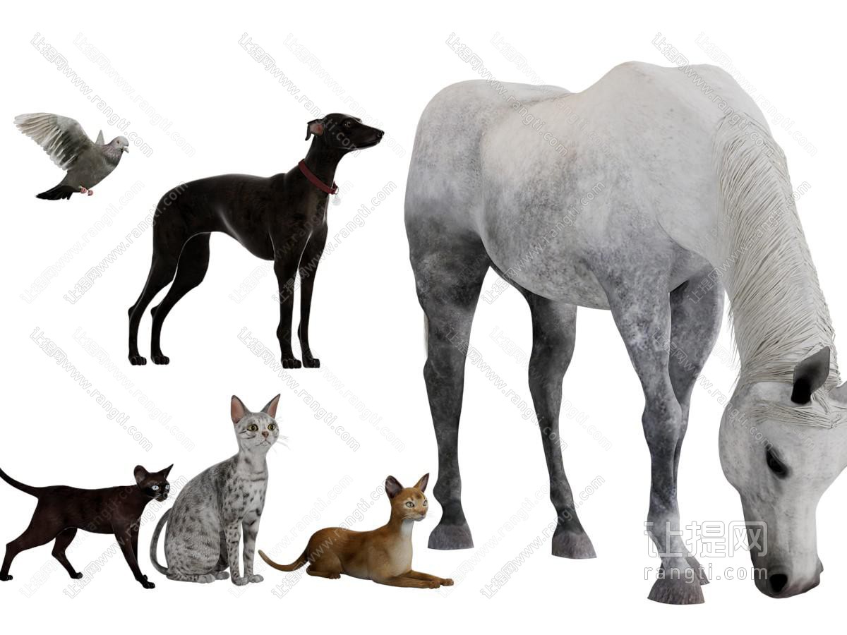 马狗猫爬行动物