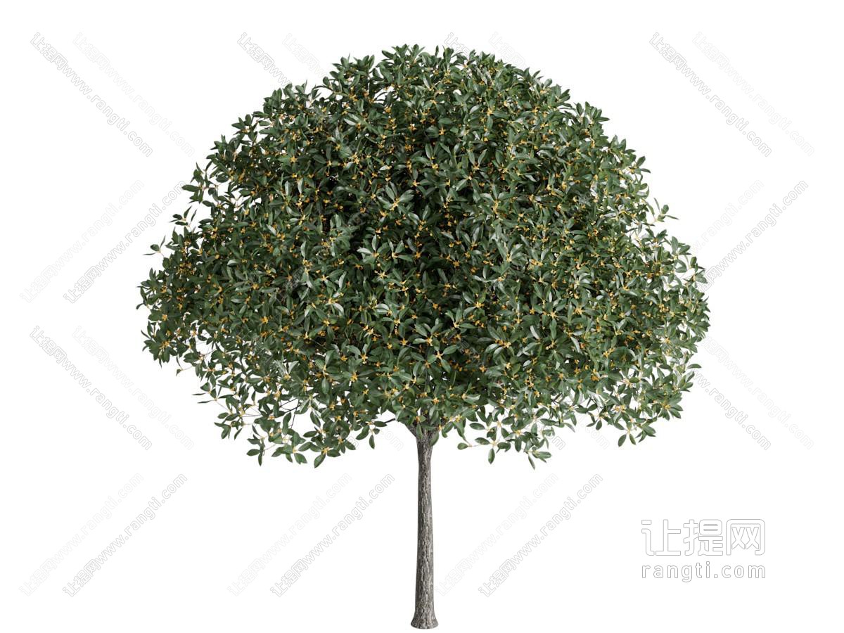开满黄色小花的景观树木