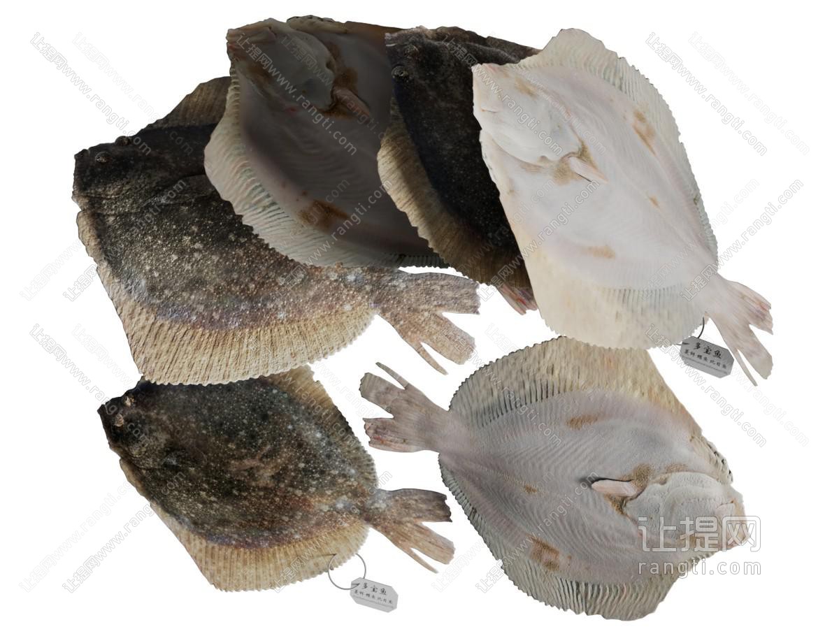 多宝鱼水生动物