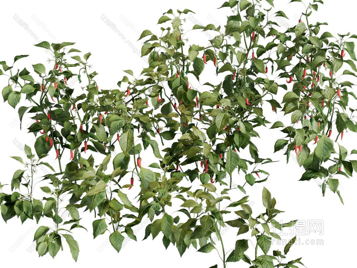 现代辣椒花草植物