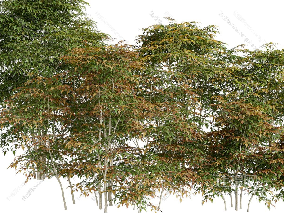 秋天的树