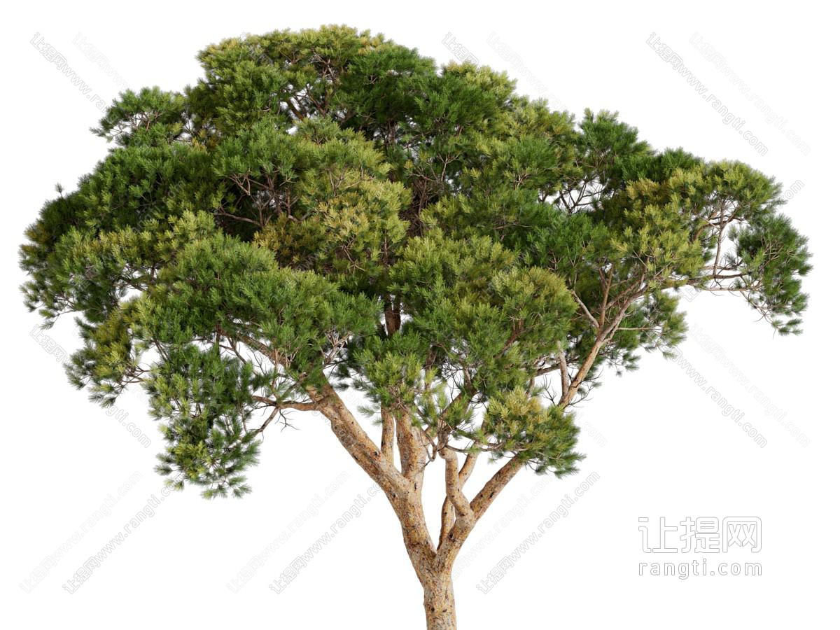 松树景观树木