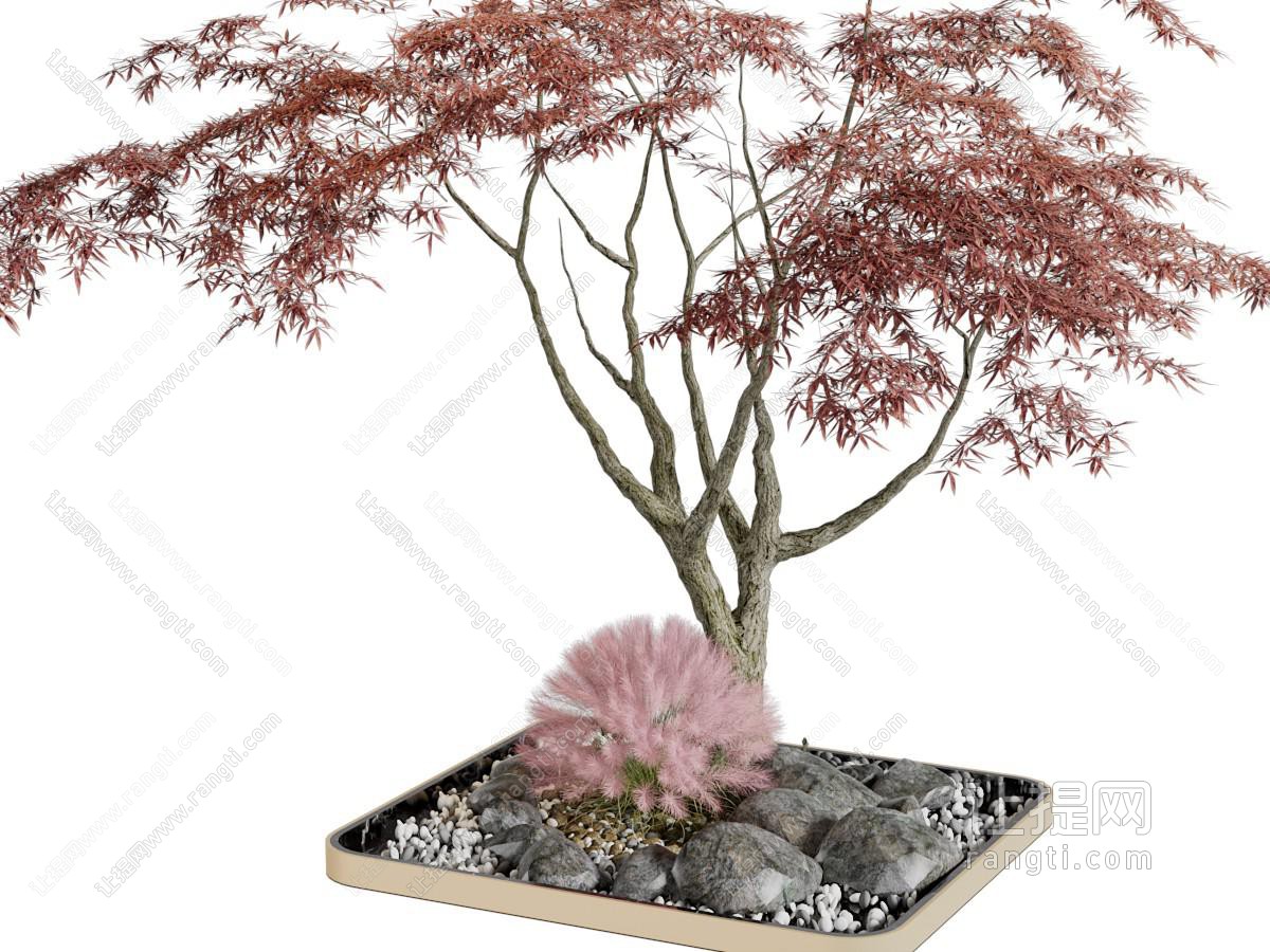 中式枫树花坛景观树木