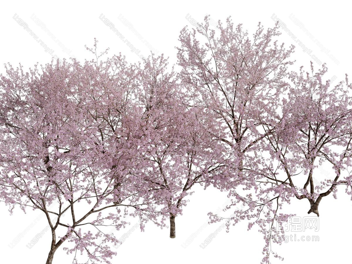 现代花树
