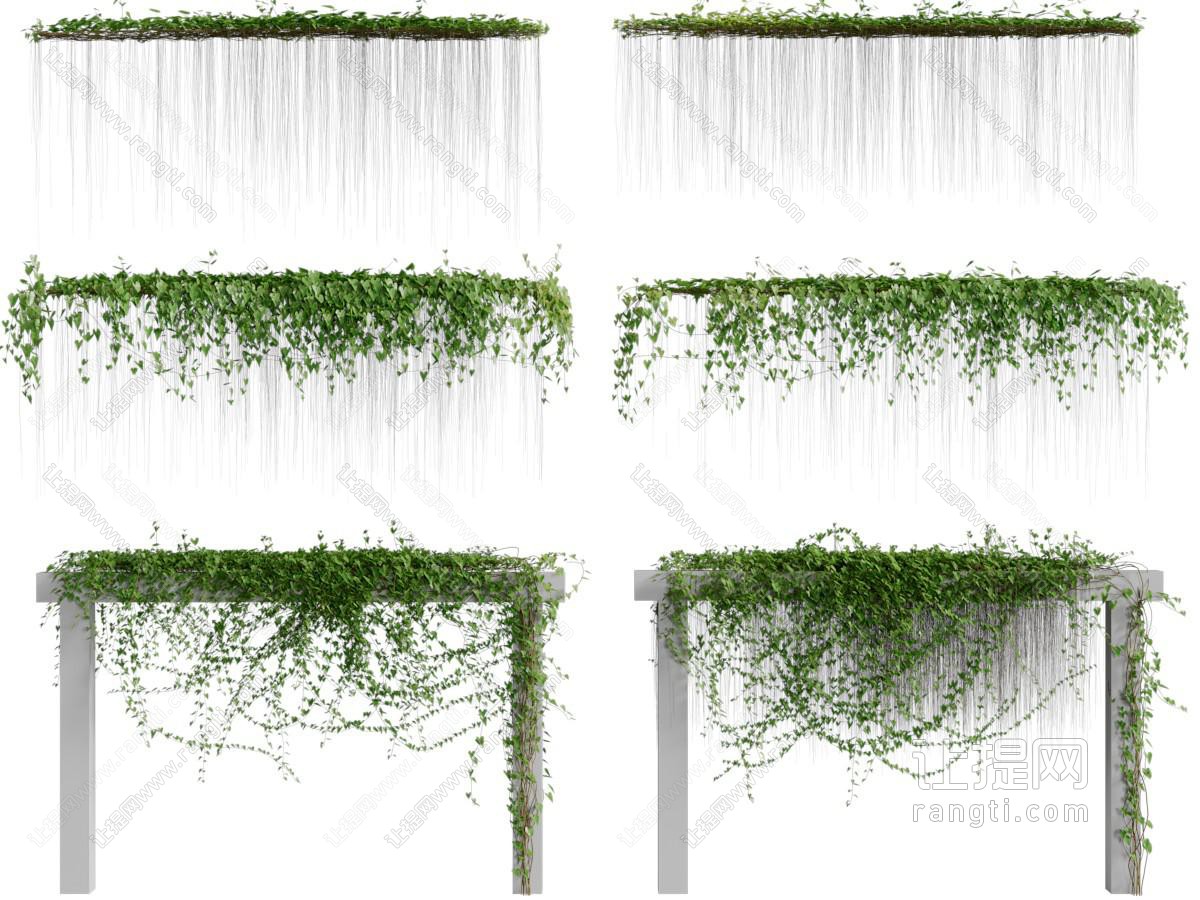 现代藤蔓植物
