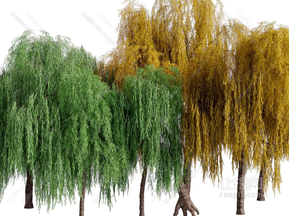现代垂丝柳树