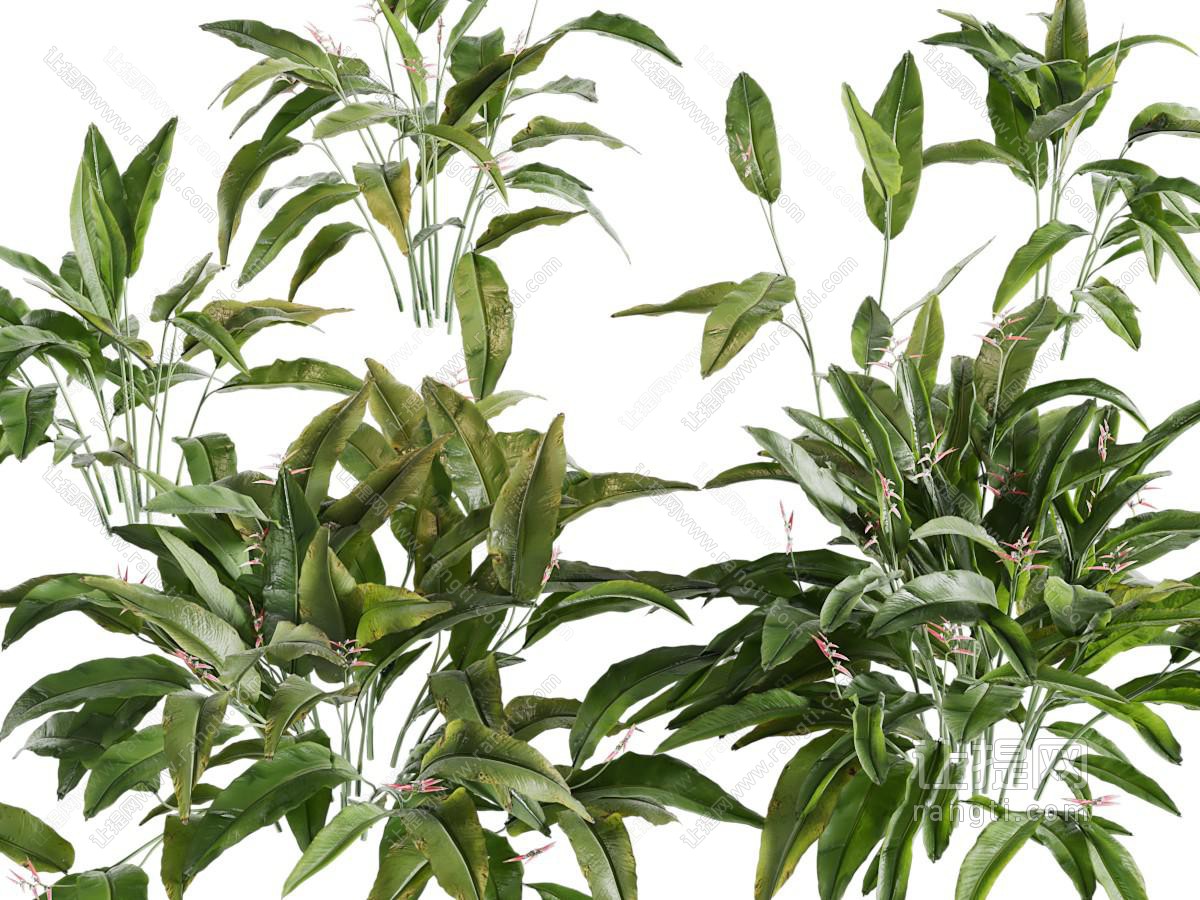 现代花草植物