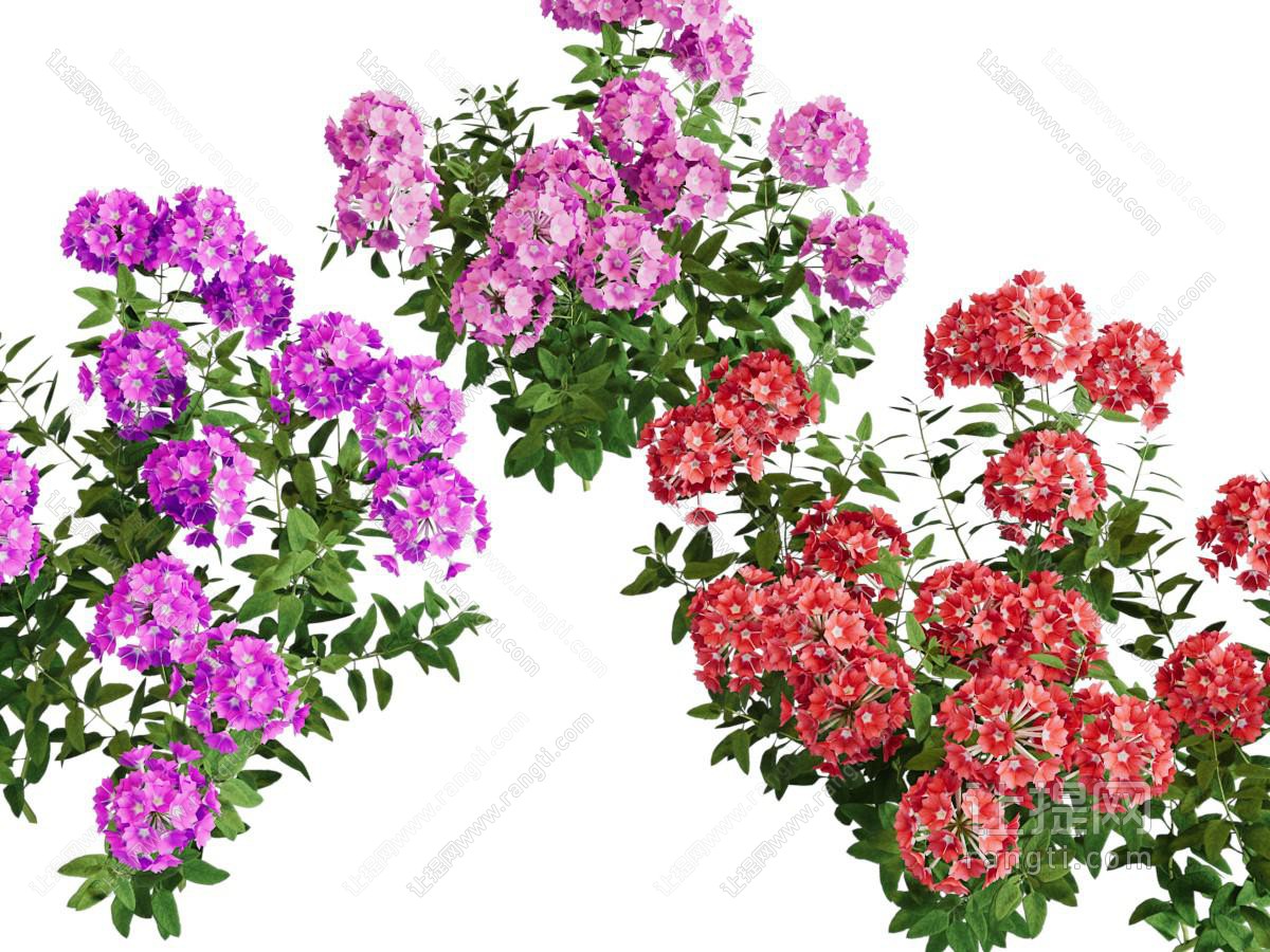 现代花草绿植