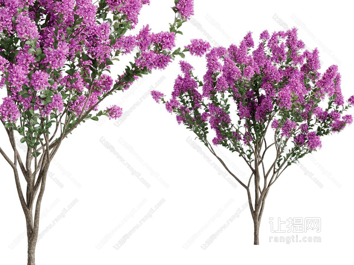 现代花树