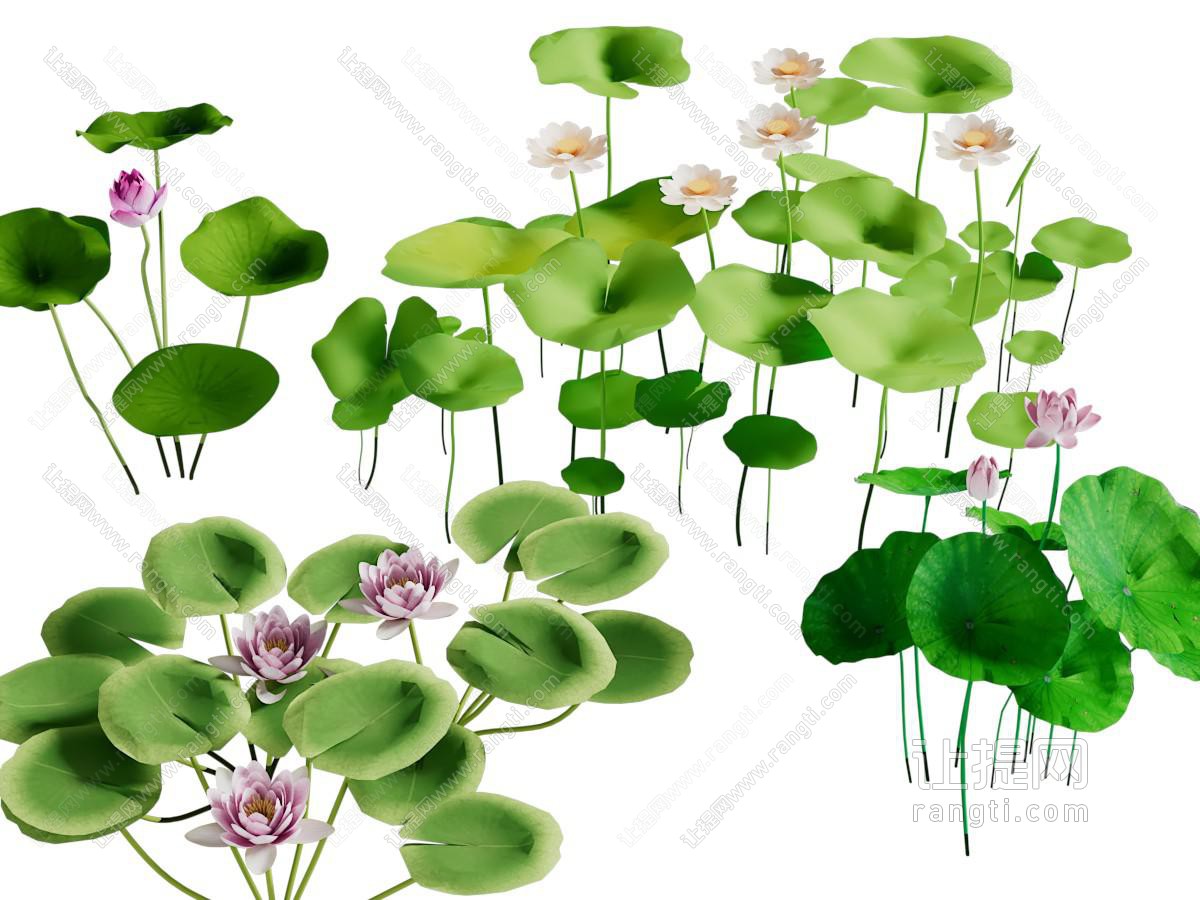 中式荷花水生花草植物