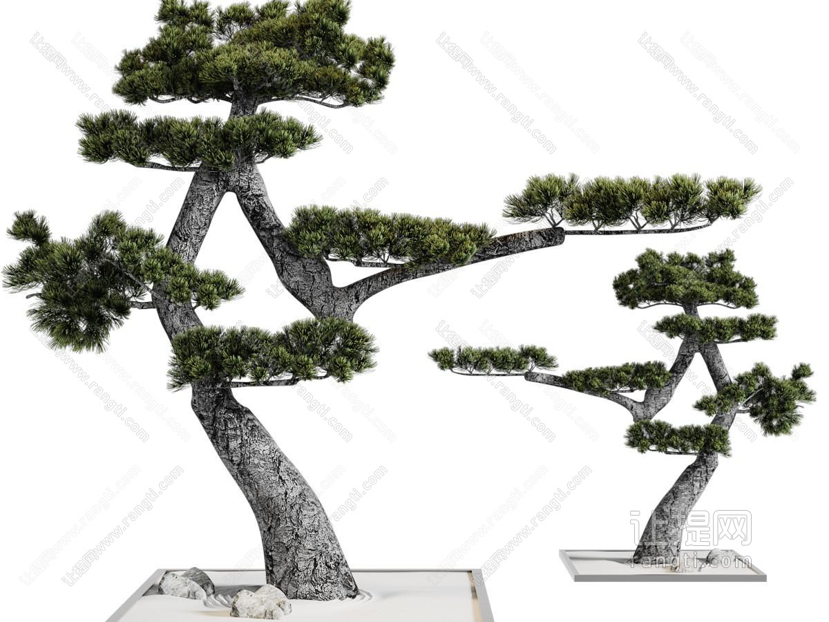 中式松树道旁树木