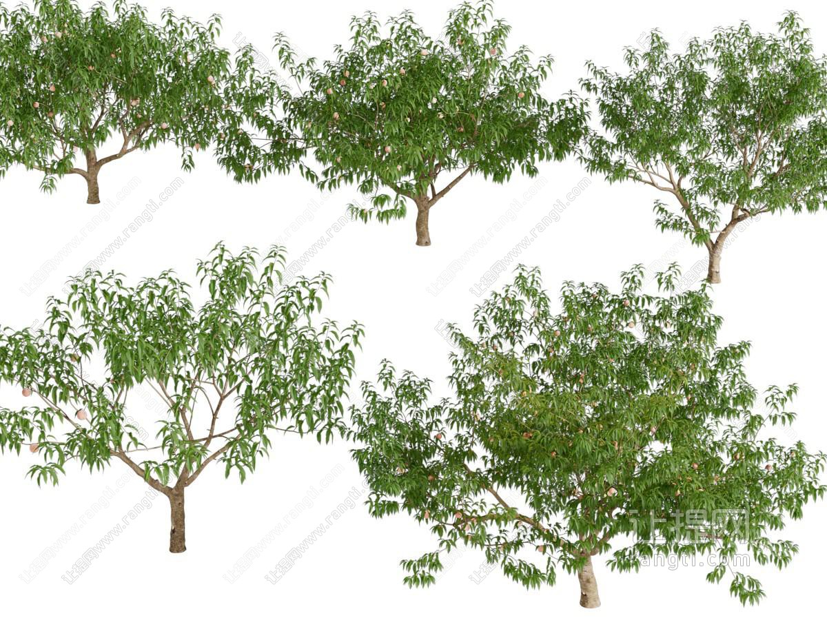 现代大树