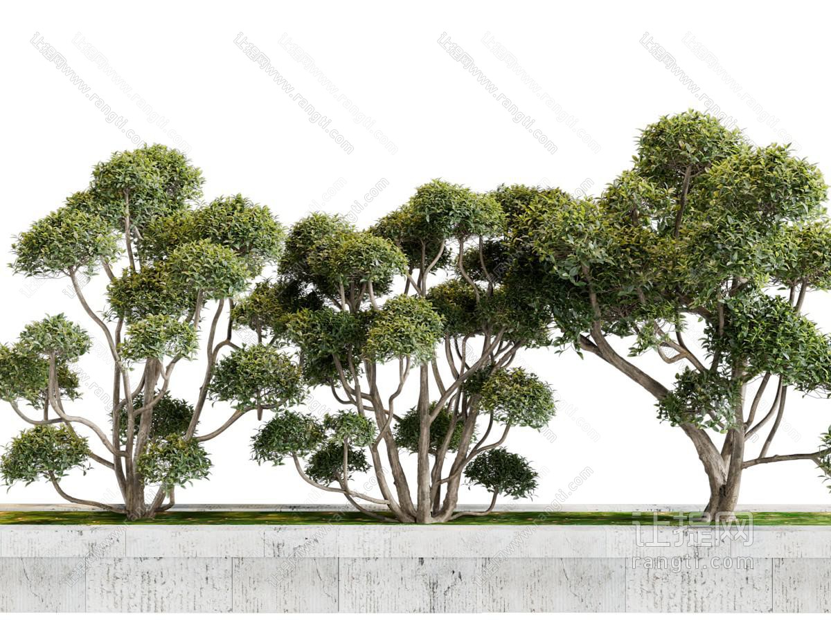 现代花坛里的植物景观园艺小品